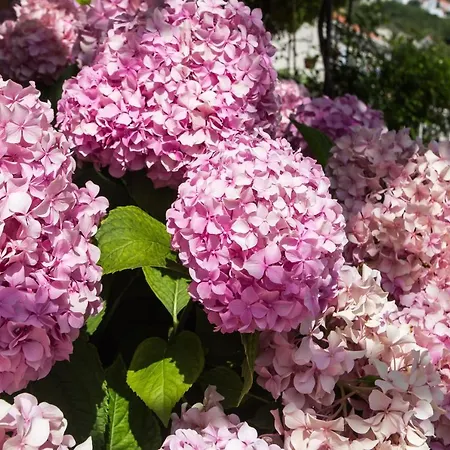 Appartement Bibijana Mlini