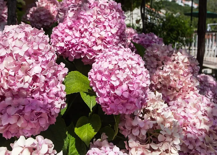 Apartamento Bibijana Mlini